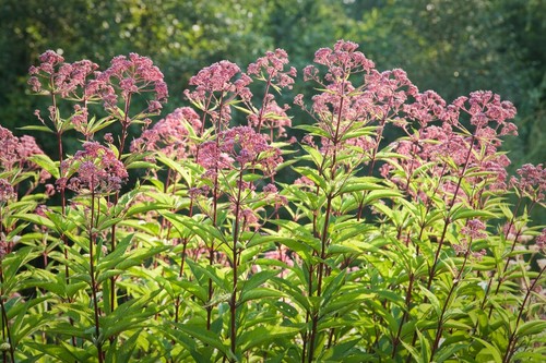 Joe pye weed - joe,