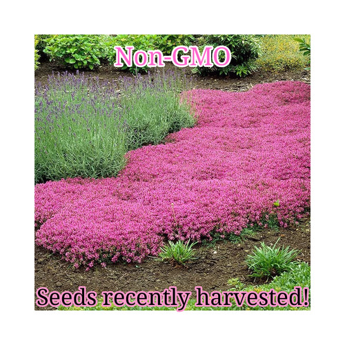Pink creeping thyme - pink,