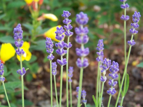 175 seeds lavender vera - -,