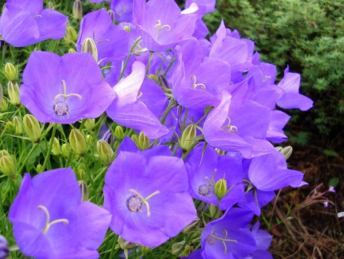 560 seeds tussock bellflower - 560,