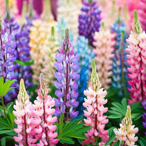 Pixie delight lupine seeds - delight,