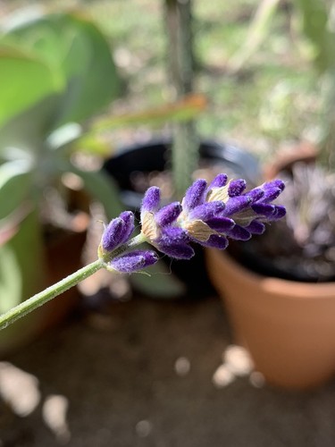 100 english lavender seeds - 100+,